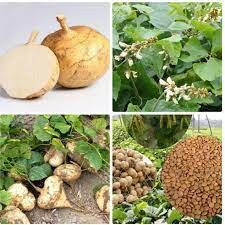 1 kg hạt củ đậu