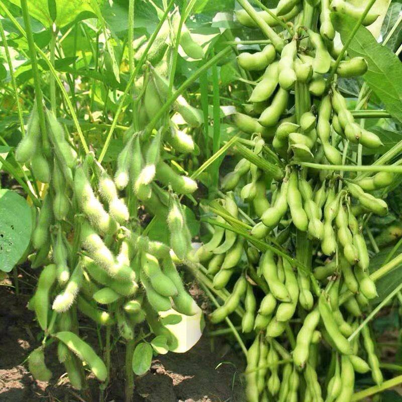 Benih Kacang Bulu Australia / Australia Edamame Seeds / 澳洲毛豆