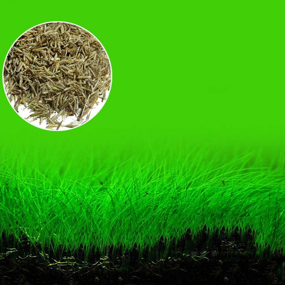 Bibit Tanaman Akuarium Tangki Ikan Tanaman Prospek Rumput Rumput Dekorasi Lanskap