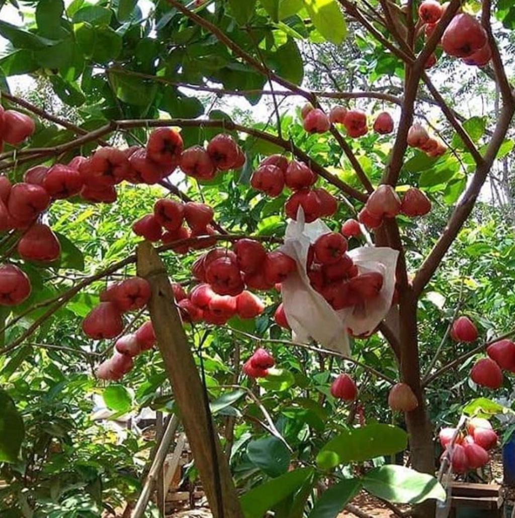 Anak Pokok Jambu Air Madu Merah Lazada