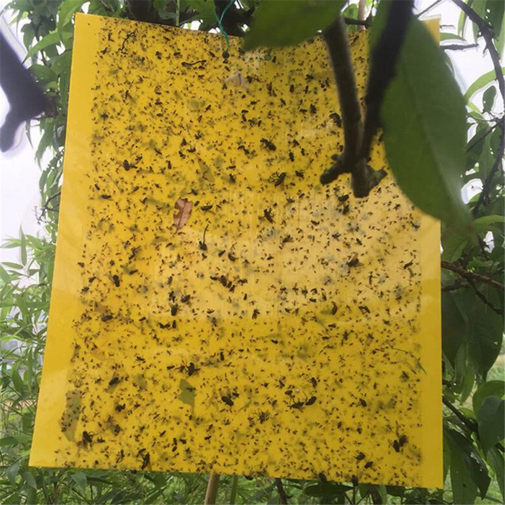 EG [COD & Ready Stock]20 pcs Sticky Fly TRAP Paper YELLOW TRAP ผลไม้ ...