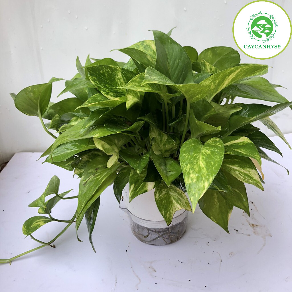 Cây vạn liên thanh thủy sinh
