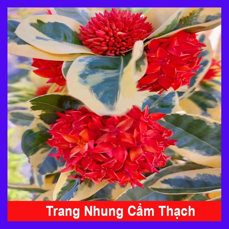 Cây trang mỹ đỏ cẩm thạch - trang nhung cẩm thạch