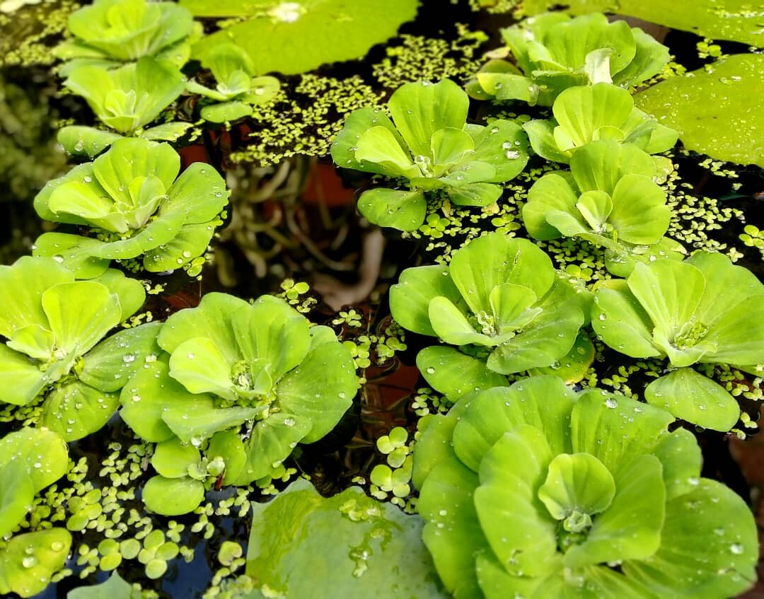 Live Water Lettuce Rosette Medium / Large Size 200pcs / 200pcs / 20pcs ...