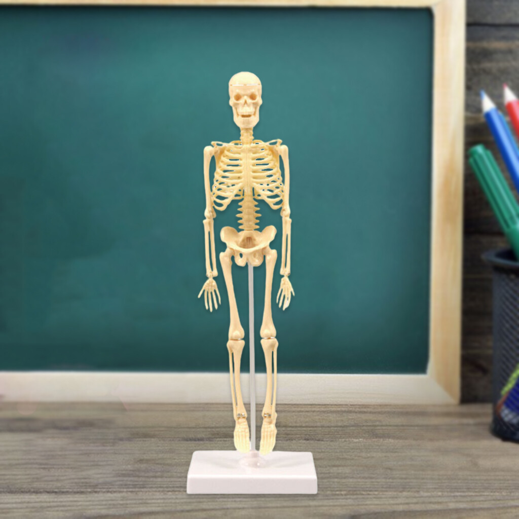 Pezhong Human Anatomical Anatomy Skeleton Model Education Display