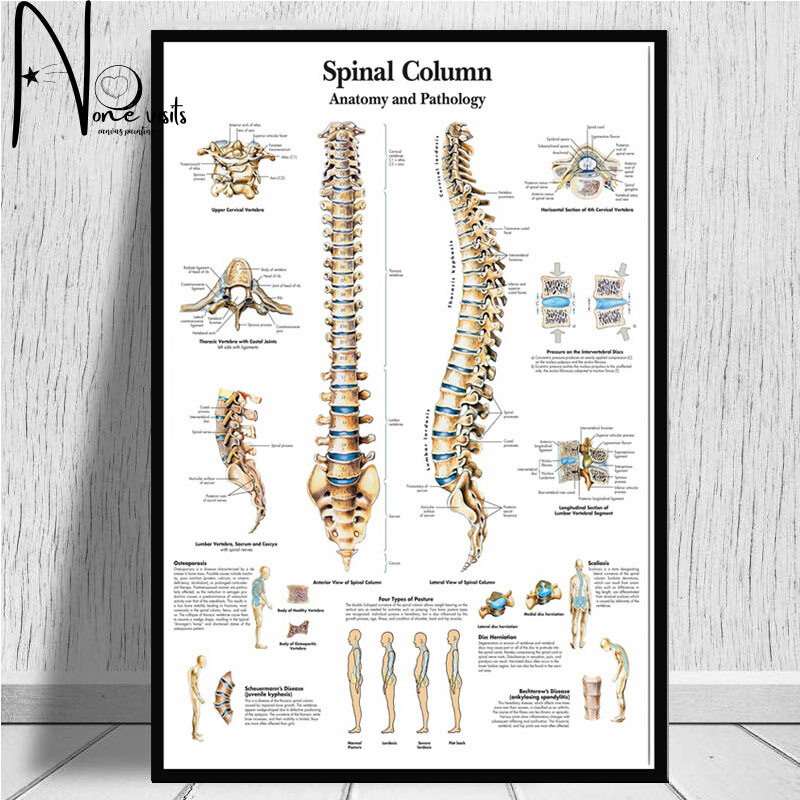 Anatomy Human Education Spine Knee Foot Posters and Prints Painting Art Wall Pictures Living Room Home Decor A1