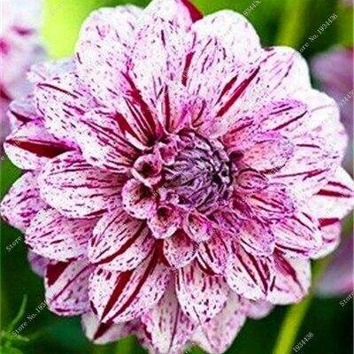 100Pcs Rare Emerald Fluorescent Flower Seeds Night Light Emitting Plants Hot