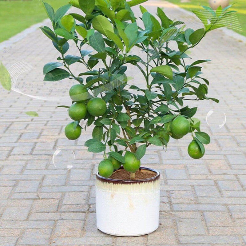 20เมล็ด เลม่อน เมล็ดพันธุ์ Dwarf Lemon Tree Plant Seed for Sale Rare