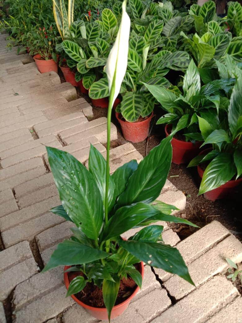 MDC Peace Lily Air purifying plant Lazada