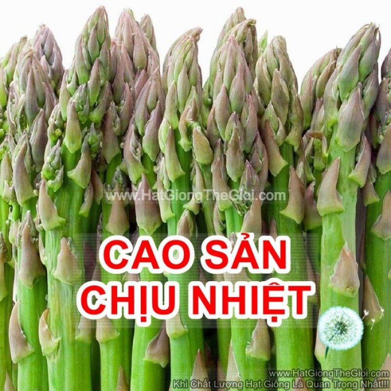 Hạt giống măng tây chịu nhiệt cao sản 20 hạt