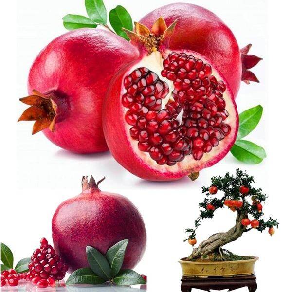 Cây Lựu Khổng Lồ Hiếm Hạt Giống Cây Cảnh Cây Ăn Quả Ngon Cho Gia Đình Hạt Lựu