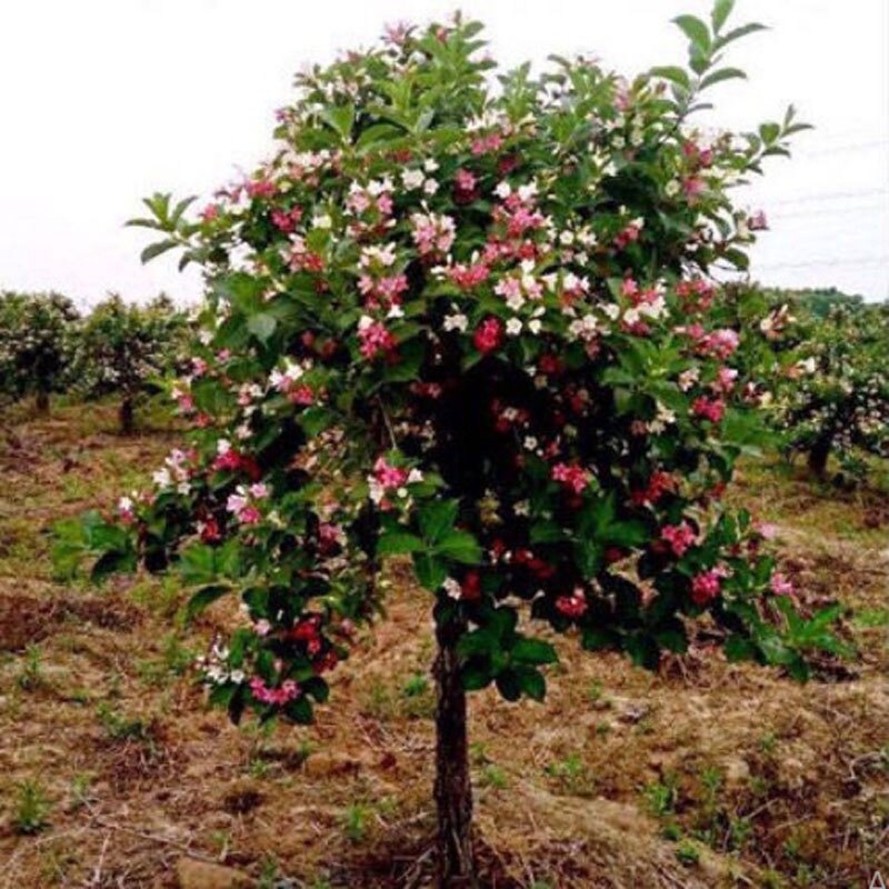 Cây Hoa Đại Cát - cây cảnh đẹp