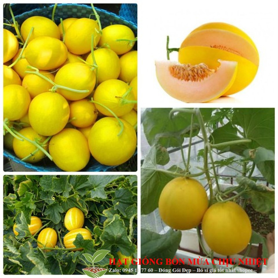 Hạt giống dưa lê kim cô lương siêu ngọt