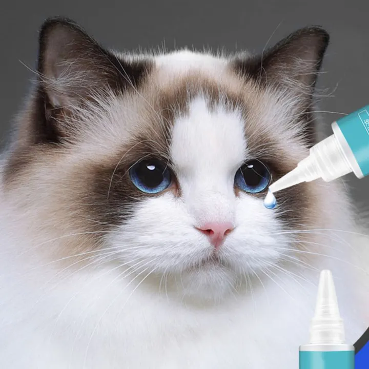 antibiotic eye drops for kittens