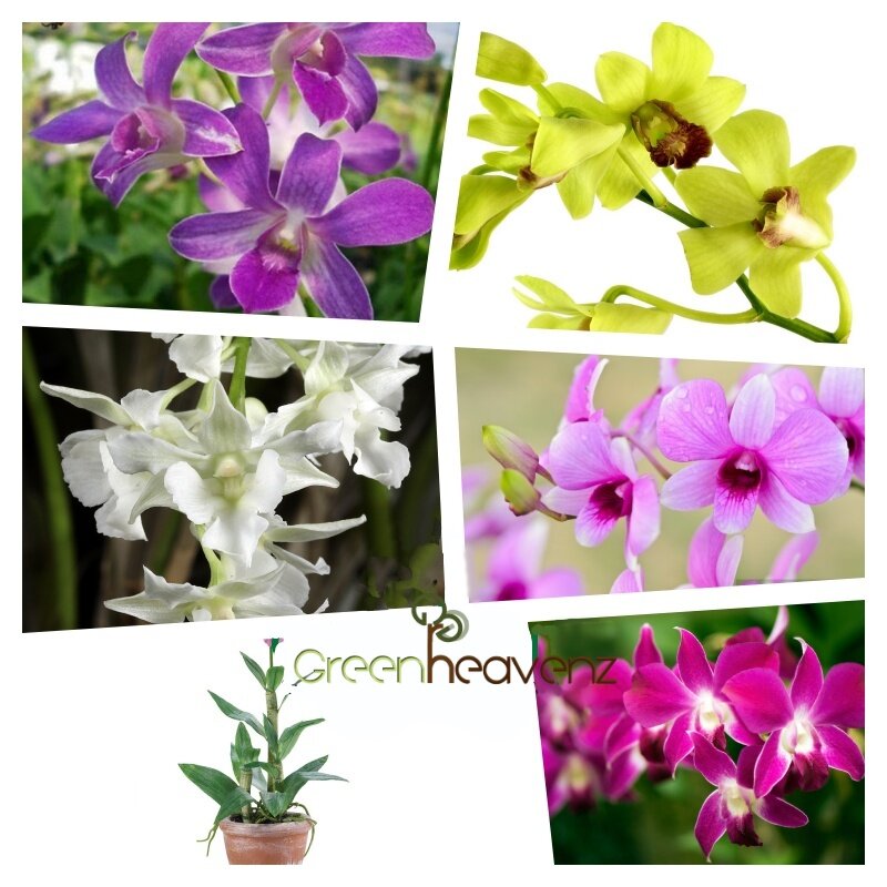 Ghz Live Plant Dendrobium Orchid Flower Plants Pokok Bunga Orkid Dendro 兰花 Lazada