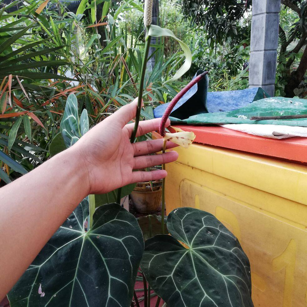 Pokok Bunga Keladi Anthurium Magnificum Telinga Gajah Jenis Berbunga Lazada