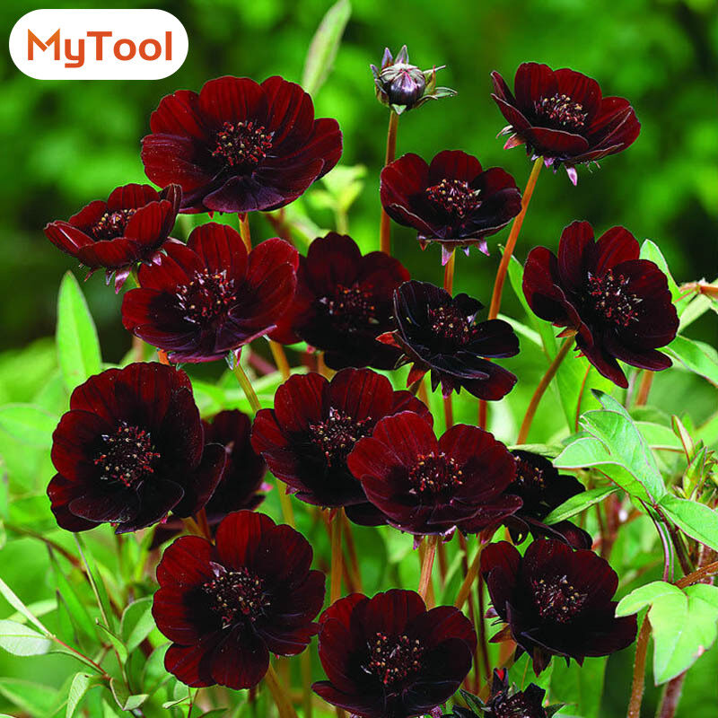 MyTool 100 Pcs/Set Rare Chocolate Cosmos Seeds DIY Home Garden Bipinnatus Calliopsis Flower Seed