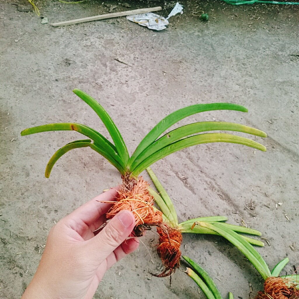 Lan Đuôi Chồn - cây cảnh đẹp