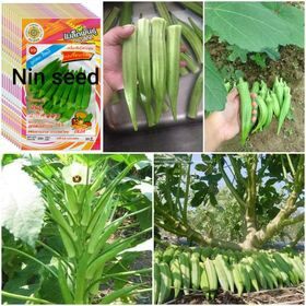 130h - hạt giống đậu bắp xanh thái lan