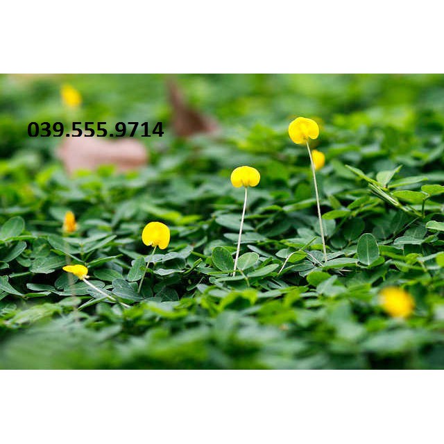 Hạt Giống Cỏ Thảm Lạc Dại ( Đậu Phộng) 300 Hạt
