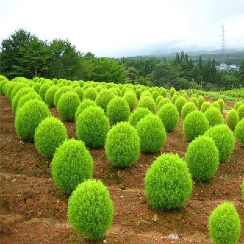 Very Cute 100Pcs Rare Kochia Scoparia Grass Seeds Showy Grow Rapid Exotic Hardy Plant