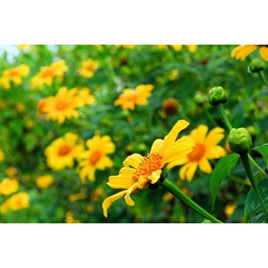 50 Hạt Giống Hoa Dã Quỳ Siêu Hoa F1