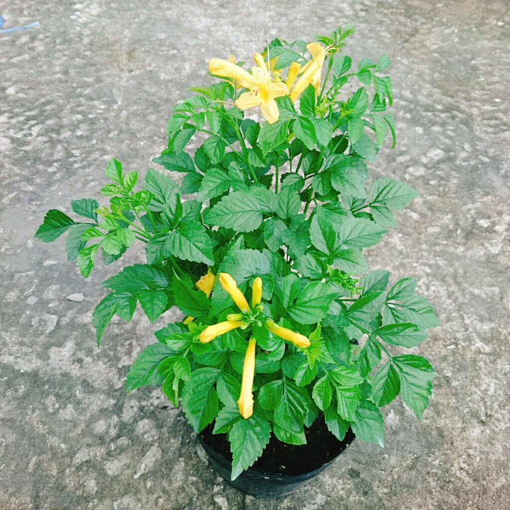 Cây Rạng Đông (Hoa Vàng) - cây cảnh sân vườn