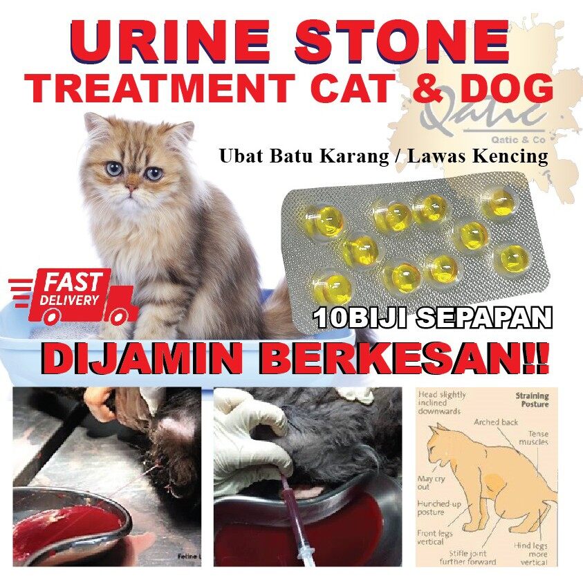 Buy Ubat Kucing Batu Karang Online Lazada Com My