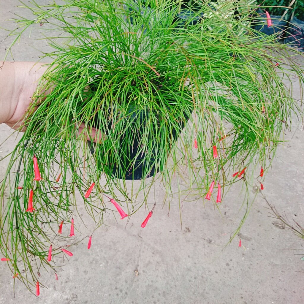 Cây Liễu Tường Hoa Đỏ - cây cảnh để bàn