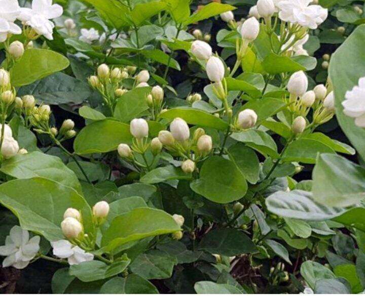 Jasmine Plant Jasminum Sambac Arabia Jasmine Flower Mogra Fragrant