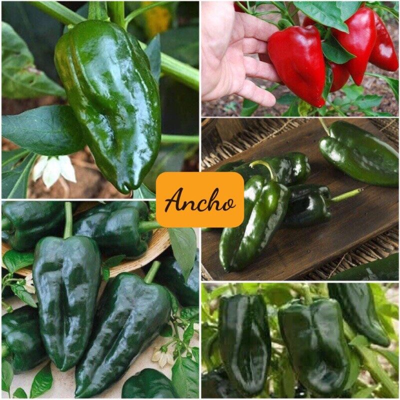 Hạt Giống Ớt Ngọt Xanh Ancho