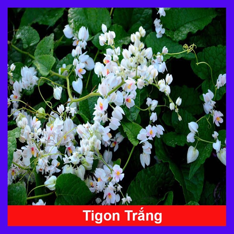 Hoa Tigon Trắng - cây cảnh trồng ban công, cổng rào