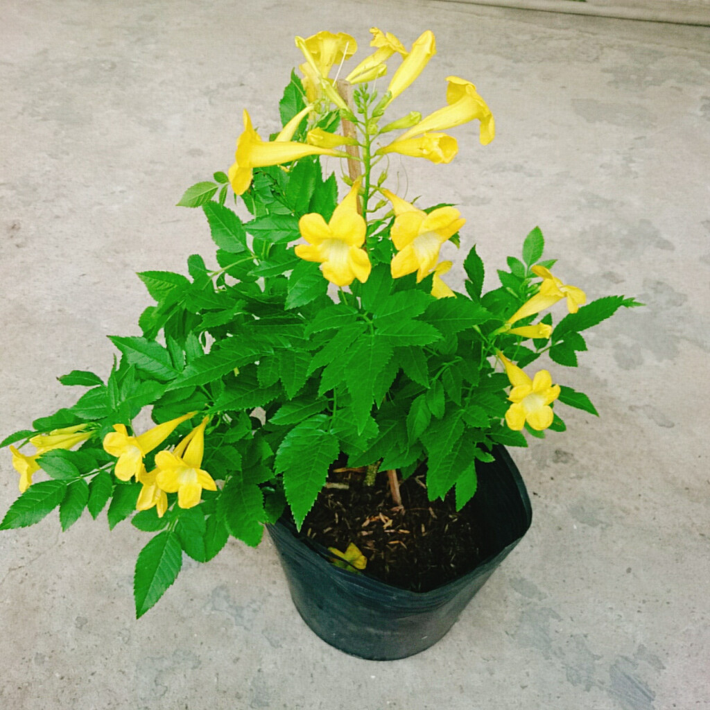 Cây Hoàng Yến (Giống Mới) - cây cảnh sân vườn