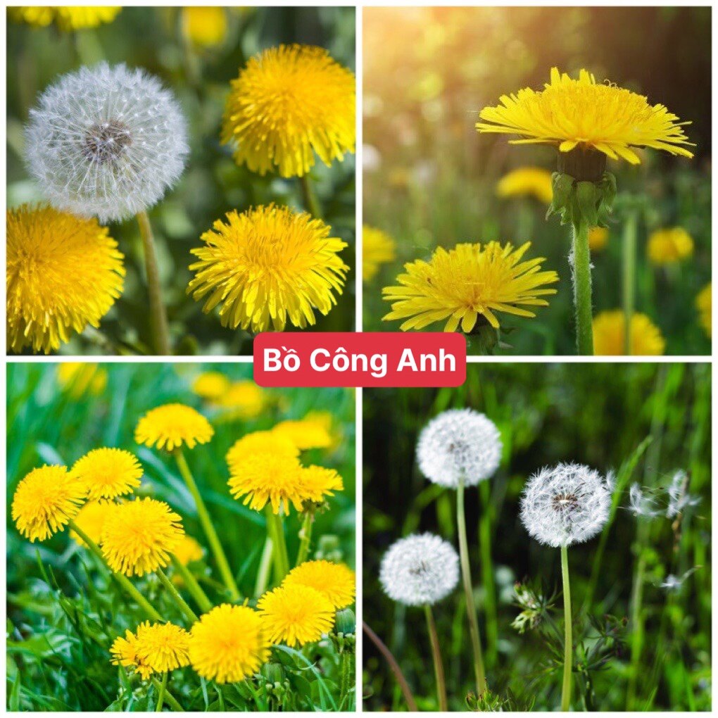 Hạt giống hoa bồ công anh f1 dễ trồng dễ chăm sóc