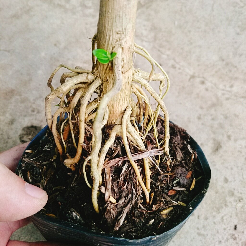 Cây Sam Hương - cây cảnh bonsai để bàn