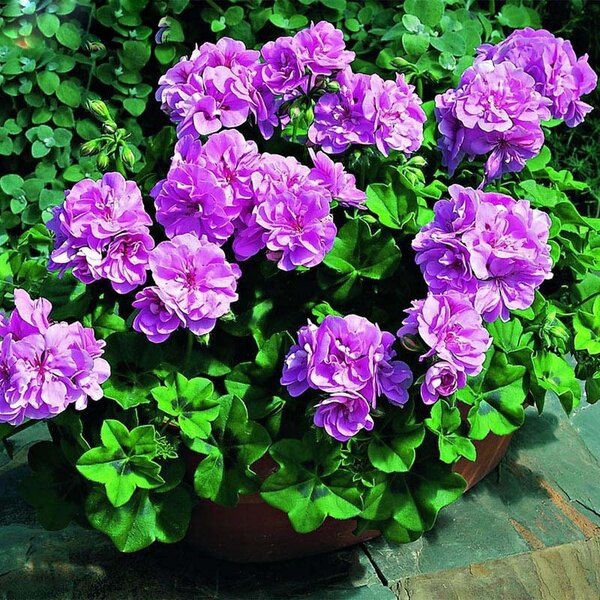 5pcs Rare Multicolor Univalve Geranium Perennial Flower Pelargonium Peltatum Garden plant