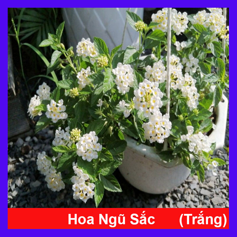 Hoa ngũ sắc - hoa trâm ổi trắng