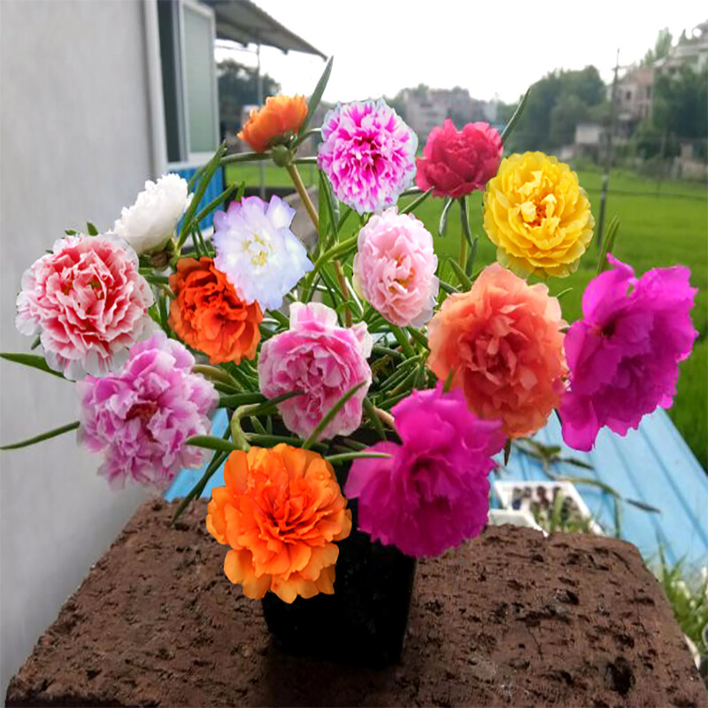 Philippines Ready Stock Portulaca Seeds 1000 Seeds / Bag Beautiful Sun