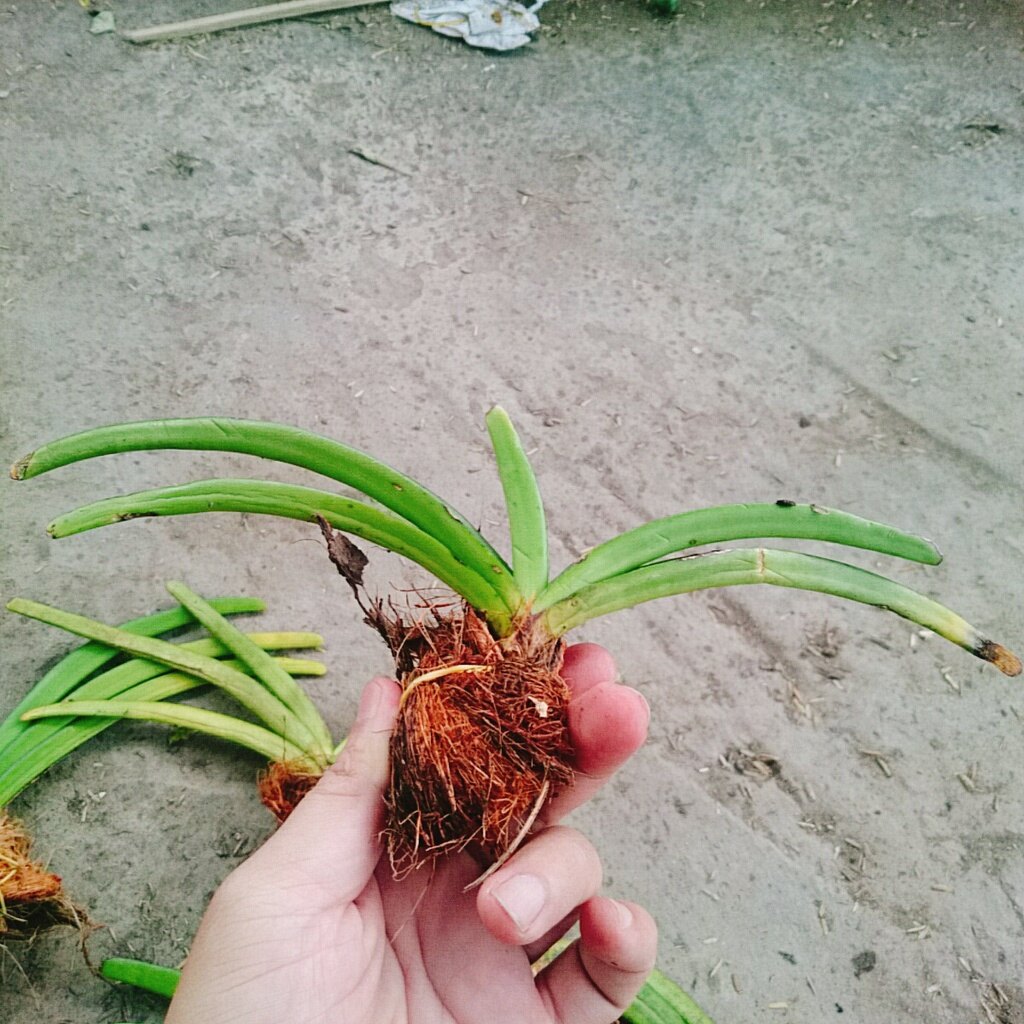 Lan Đuôi Chồn - cây cảnh đẹp