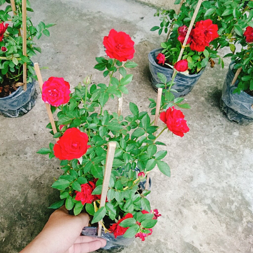 Hoa Hồng Tỉ Muội (Siêu Hoa) - cây cảnh để bàn