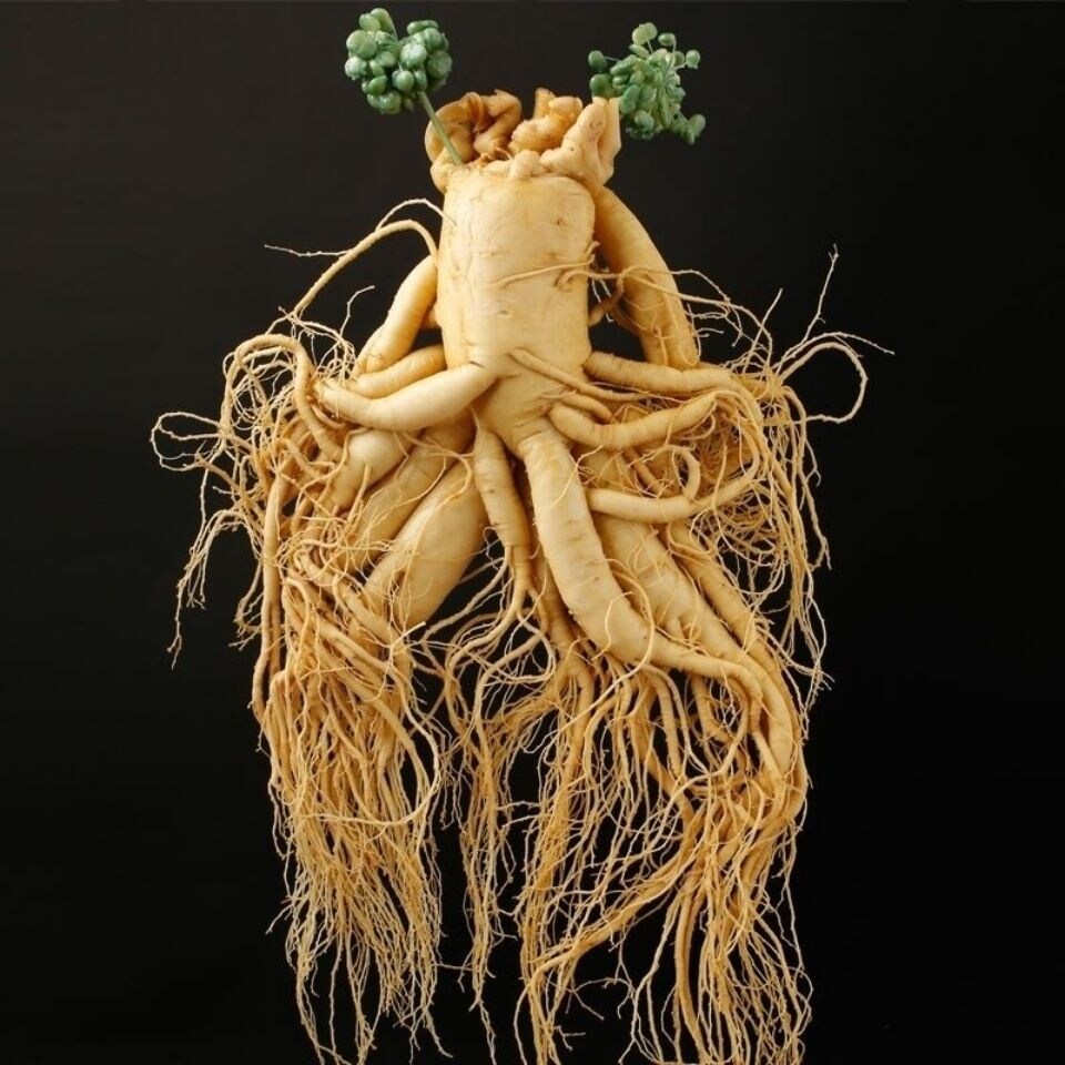 [35-year-old ginseng] Extra large Jilin ginseng Changbai Mountain wild ginseng gift soaking alcohol