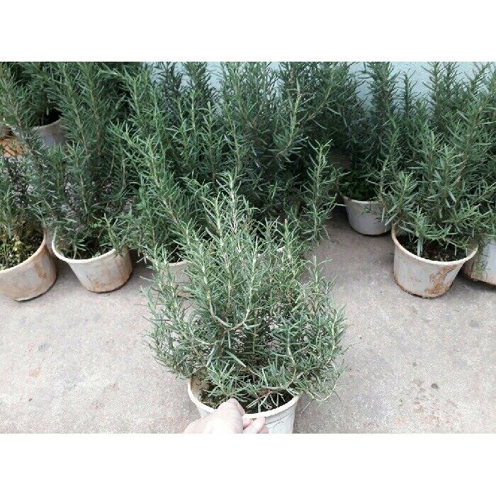 MA48 Hạt Giống Cây Hương Thảo 10 Hạt