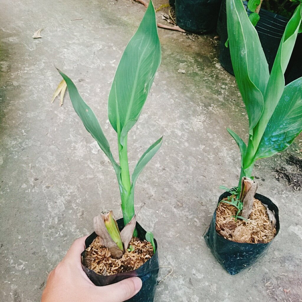 Cây Chuối Hoa Hồng