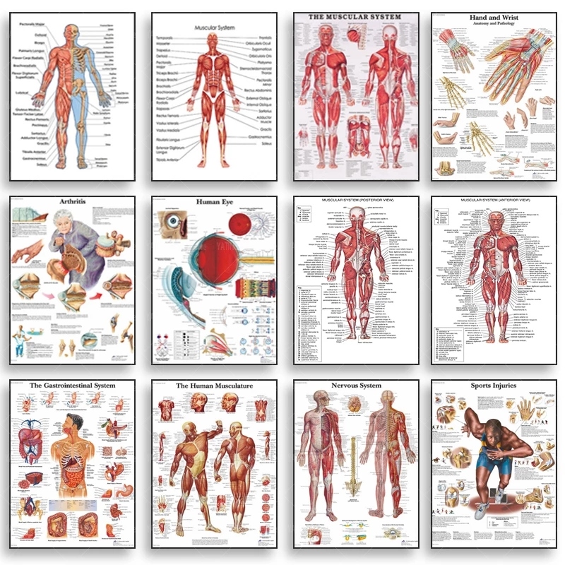 2022 Medical Education Series Human Anatomy Muscle System Anatomy ...