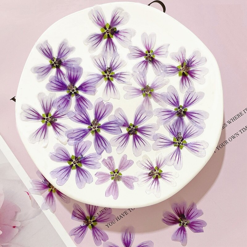 12pcs Real Dried Pressed Flower Mallow Marshmallow Dried Flowers