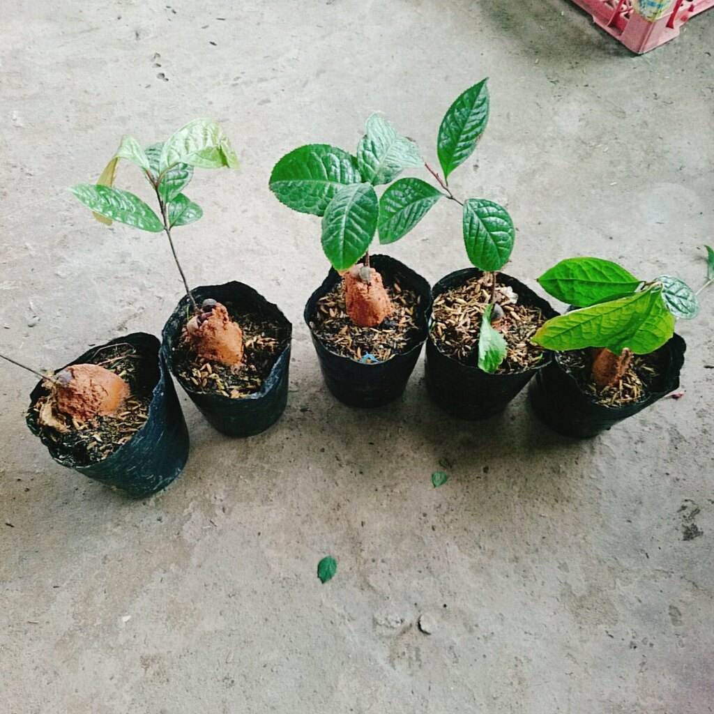 Cây trà hoa vàng - chè hoa vàng