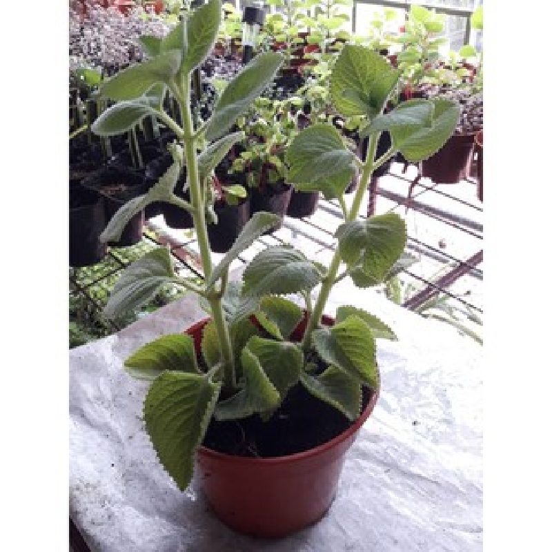 Land Borage, Indischer Borage, Buntlippe Amboinicus Lour Mit Weißem M