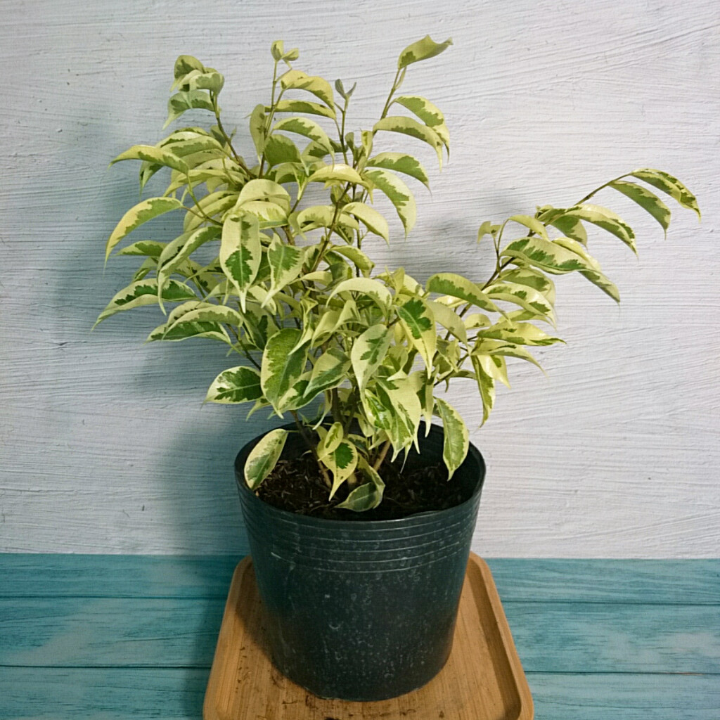 Cây Si Bonsai Cẩm Thạch - cây cảnh bonsai