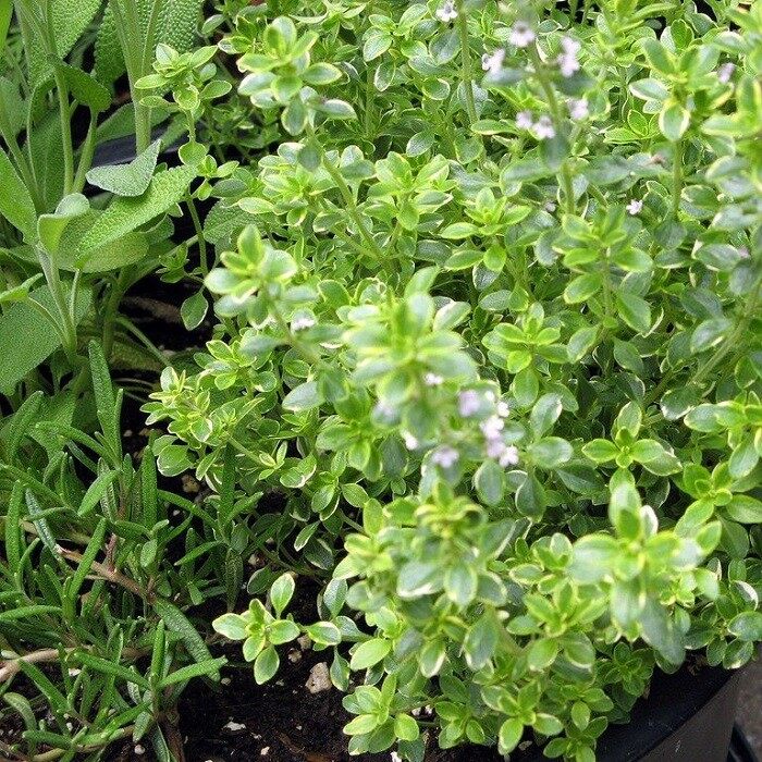 Gói 20 Hạt Giống Cỏ Xạ Hương Thyme