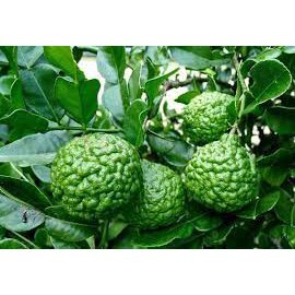 Cây chanh não người - cây chúc (Chanh thái)  cao 40 cm (Ảnh thật ).